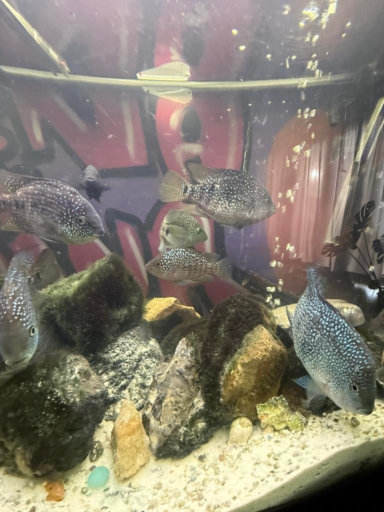 Mooie Amerikaanse cichliden, schoolvissen te koop / te ruil!, Dieren en Toebehoren, Vissen | Aquariumvissen, Vis