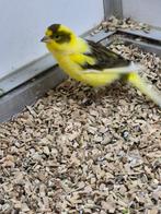 Te koop kanarie, Dieren en Toebehoren, Mannelijk, Kleurkanarie