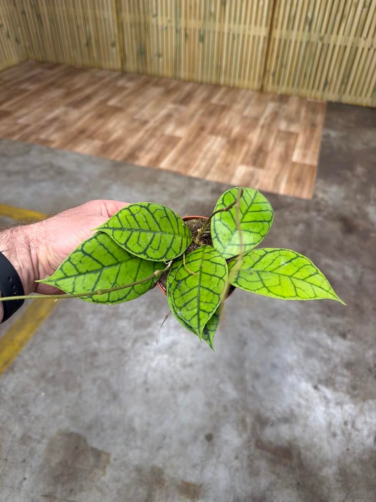 Hoya callistophylla Kal16 - Zeldzame wasbloem in 9 cm pot, Huis en Inrichting, Kamerplanten, Ophalen of Verzenden
