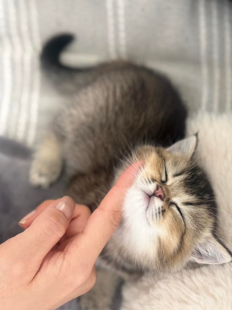 Prachtige britse korthaar black golden shaded kittens, Meerdere dieren, Ontwormd