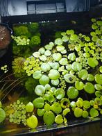 Drijfplanten, tropisch aquarium., Dieren en Toebehoren, Ophalen, Nieuw, Plant(en), Steen of Hout