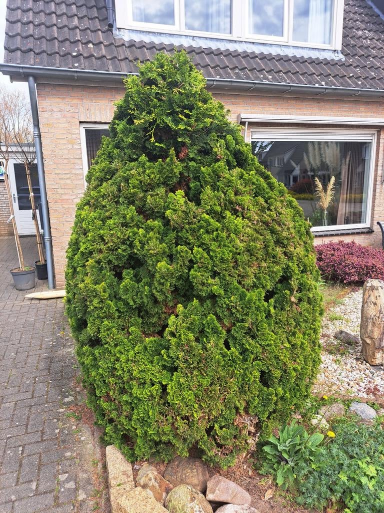 Conifeer, gratis af te halen, Tuin en Terras, Planten | Struiken en Hagen, Ophalen, Conifeer, Struik, 100 tot 250 cm