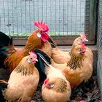 Broedeieren hollandsekriel, Dieren en Toebehoren, Pluimvee, Geslacht onbekend, Kip