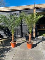 Roebelenii palm in pot, Volle zon, Vaste plant, Bloeit niet, Ophalen
