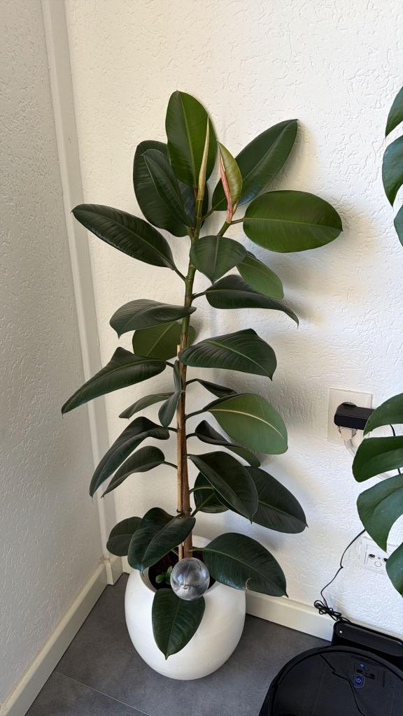 Ficus elasticaplant, Ophalen