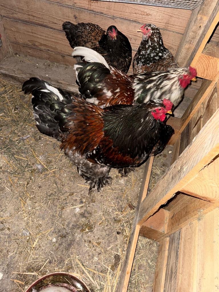 Brahma porselein haan, Mannelijk, Kip