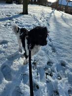 Friese stabij te koop, Ophalen, Hond