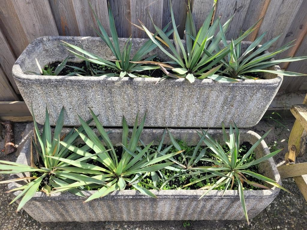 Yucca Palm lelie, tuinplant, Ophalen, Overige materialen, Rond, Nieuw