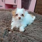 Nog 1 Prachtige Bolonka /Chihuahua - puppy  beschikbaar, Dieren en Toebehoren, Parvo, 8 tot 15 weken, Meerdere, Meerdere dieren