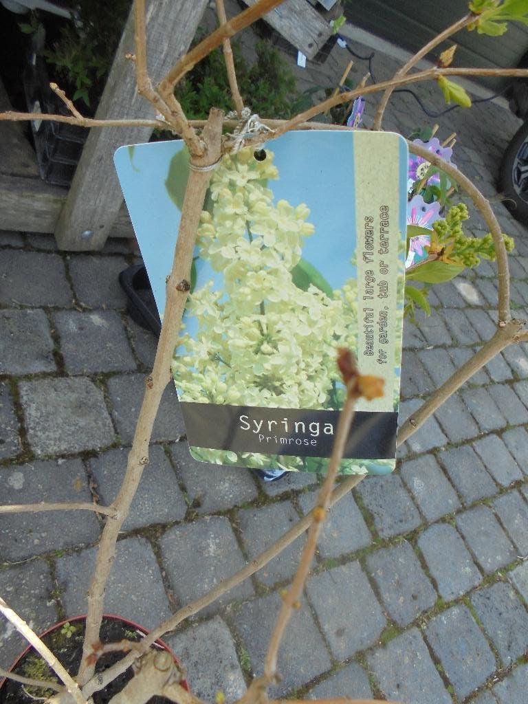 Sering, Tuin en Terras, Ophalen, Overige soorten, Struik, 100 tot 250 cm