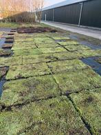 Grote partijen Sedum: trays, matten en toebehoren, Tuin en Terras, Planten | Tuinplanten, Bodembedekkers, Volle zon, Vaste plant