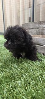 SUPER KLEIN kruising malterzer x dwergpoedel boomer, Dieren en Toebehoren, Parvo, Overige rassen, 8 tot 15 weken, Meerdere