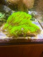 Sterpoliep koraal Briareum violaceum, Ophalen, Zo goed als nieuw, Gevuld zeewateraquarium