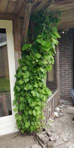 Duitsepijp - Klimplant voor een groene gevel, Tuin en Terras, Ophalen, Vaste plant, Halfschaduw, Klimplanten