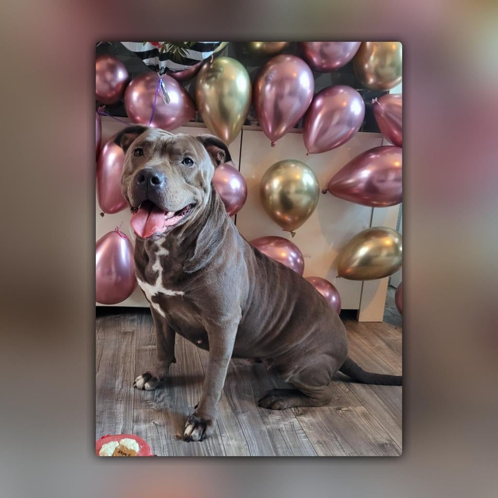 Amerikaanse Stafford Teefje 4jr., Overige rassen, Teef, Parvo, Eén hond