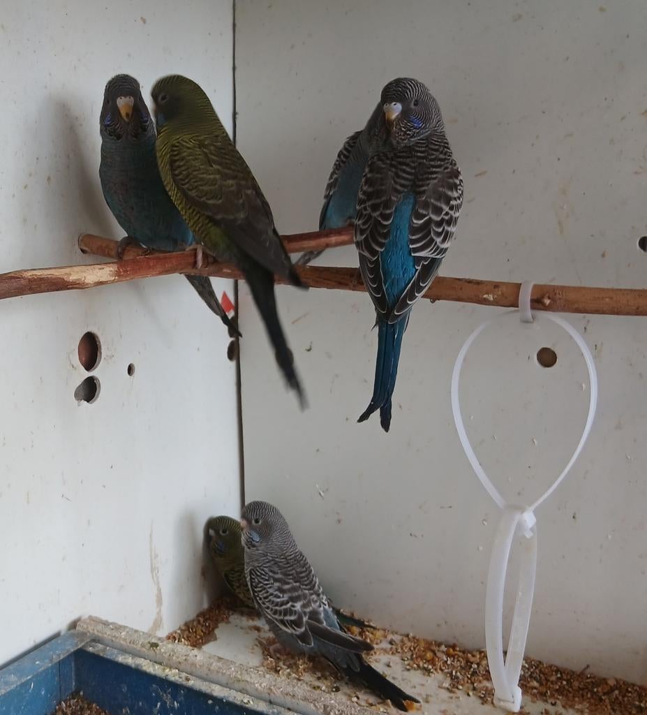 BlackfaceBlackwing BFBW GEZOCHT, Dieren en Toebehoren, Vrouwelijk