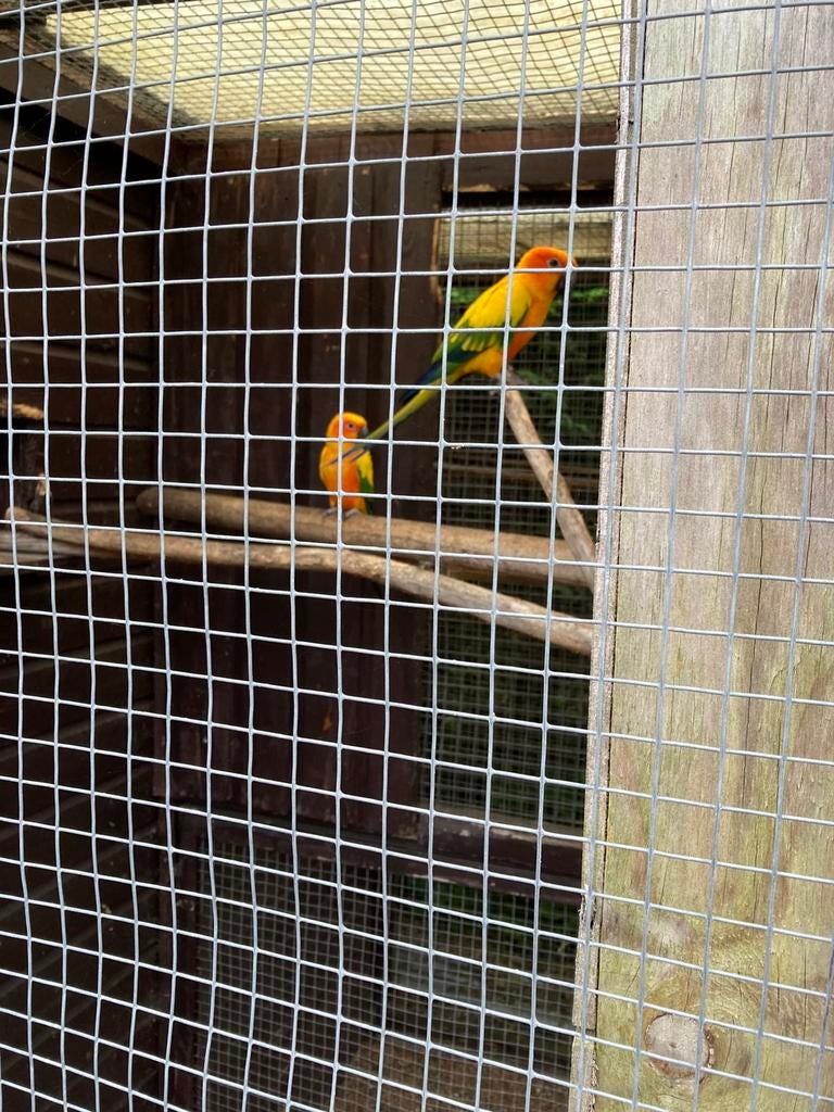 Zonparkiet, Dieren en Toebehoren, Vrouwelijk, Parkiet, Geringd