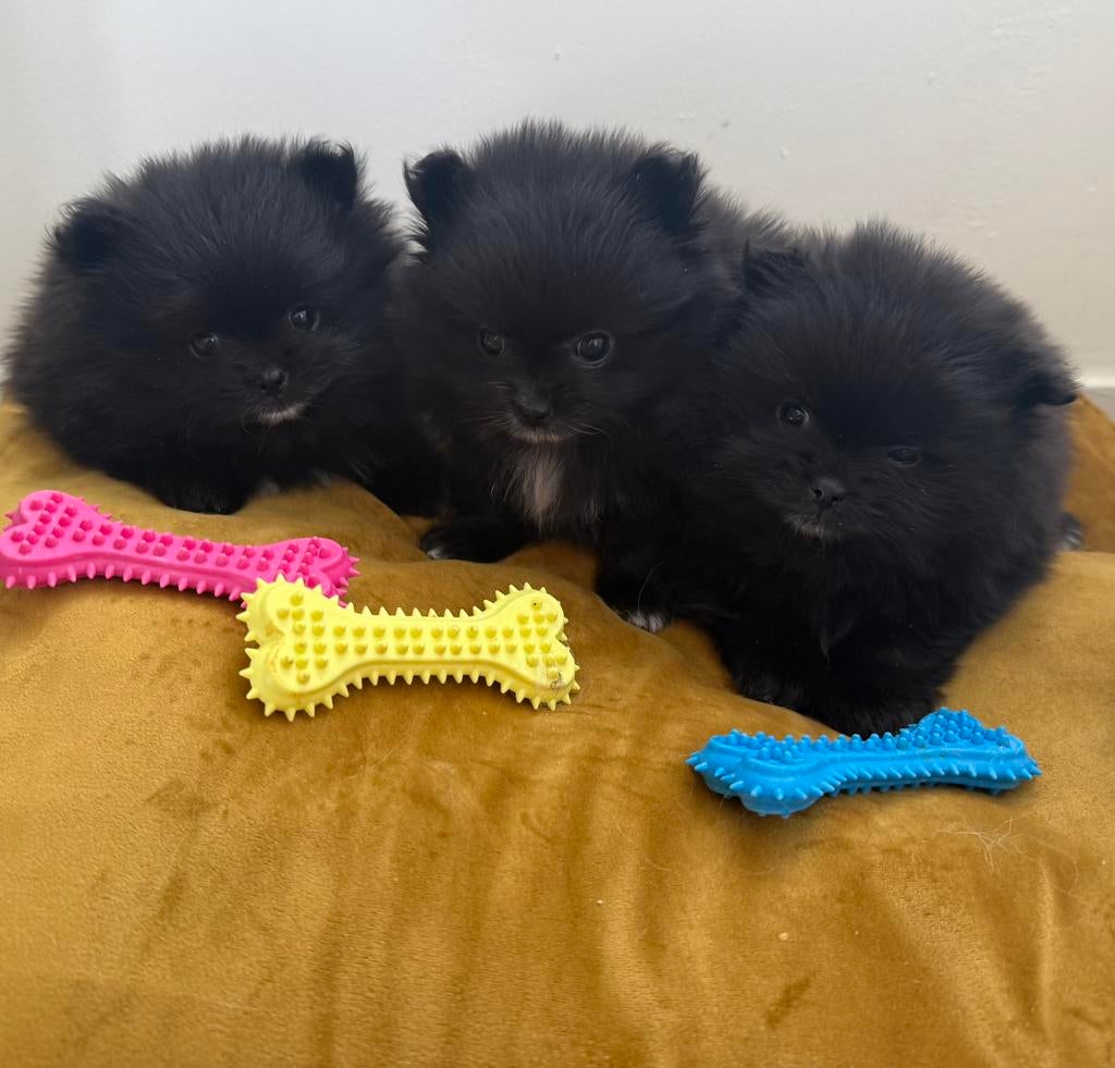 Pomeriaan/ Pomerianen mini puppy’s te koop, Dieren en Toebehoren, Honden | Poolhonden, Keeshonden en Oertypen, Keeshond, 8 tot 15 weken