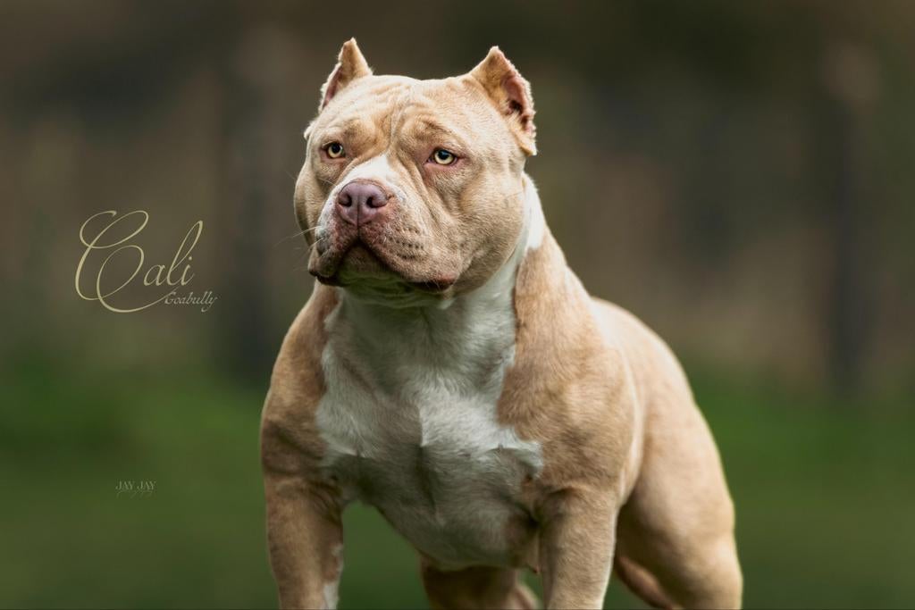 American Bully Pocket teef ABKC stamboom, België, Particulier, Rabiës (hondsdolheid), 1 tot 2 jaar