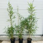 Bamboe Fargesia robusta Campbell, 12,- pst., woekert niet, Tuin en Terras, Planten | Bomen, Ophalen of Verzenden, In pot