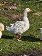 Krulveer ganzen te koop, Dieren en Toebehoren, Ophalen, Zo goed als nieuw, Drinken en Voederen