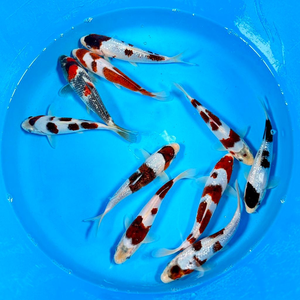 HQ Budo Goromo incl Certificaat Marushi Japanse koi, Karper of Koi