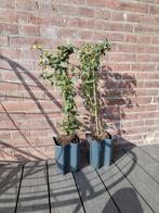 Klimop planten Hedera, Tuin en Terras, Planten | Tuinplanten, Ophalen, Bloeit niet, Klimplanten, Halfschaduw