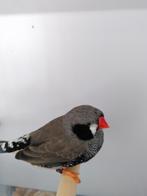  Aangeboden: Zwartwang / Zwartwang zebravink MAN, Mannelijk, Tropenvogel, Geringd