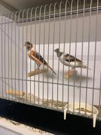 Top koppel harlekijn kanaries, Dieren en Toebehoren, Meerdere dieren, Kleurkanarie