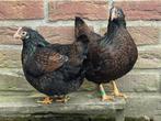 2 Barnevelder krielkippen hen, Vrouwelijk, Kip