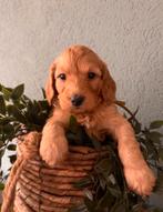 Cockapoo/labradoodle pups NOG 3 REUTJES BESCHIKBAAR, Parvo, Overige rassen, 8 tot 15 weken, Meerdere