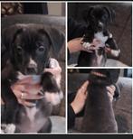 Presa Canario x Cane Corso De pups mogen het nest verlaten., Dieren en Toebehoren, Honden | Bulldogs, Pinschers en Molossers, Overige rassen