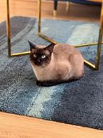 Te koop Siamees 2 jaar, Dieren en Toebehoren, Katten en Kittens | Raskatten | Korthaar, Kater, Ingeënt