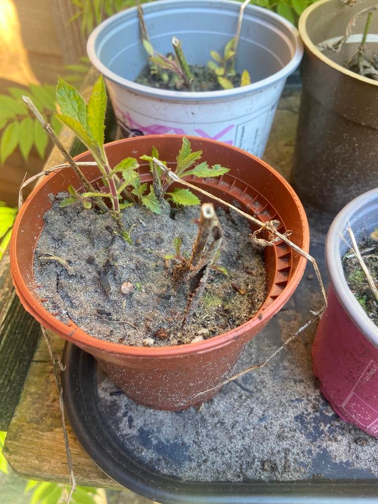 Biologische verbena bonariensis, Ophalen, Overige soorten, Volle zon