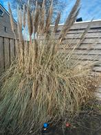 Prachtige Pampasgras Plant, Ophalen, Volle zon, Vaste plant, Siergrassen