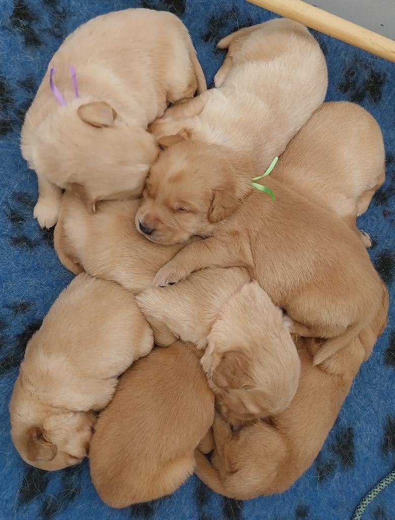 supermooie pups Nova Scotia D.T. Retriever X Labrador Retr, Fokker | Hobbymatig, 8 tot 15 weken, Buitenland, Labrador retriever