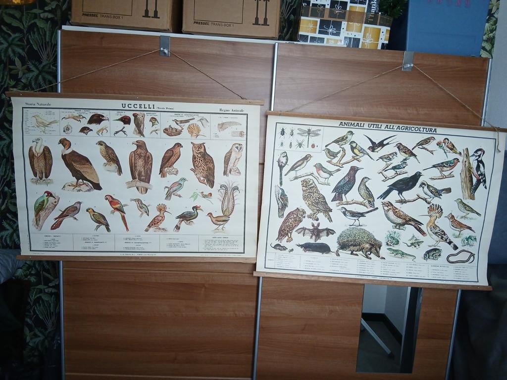 Vintage schoolplaten vogels en dieren (2 stuks), Antiek en Kunst, Antiek | Schoolplaten, Ophalen, Natuur en Biologie