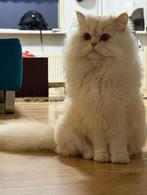 ⭐️Prachtige Britse Langhaar Kat – 8 maanden ⭐️, Kater