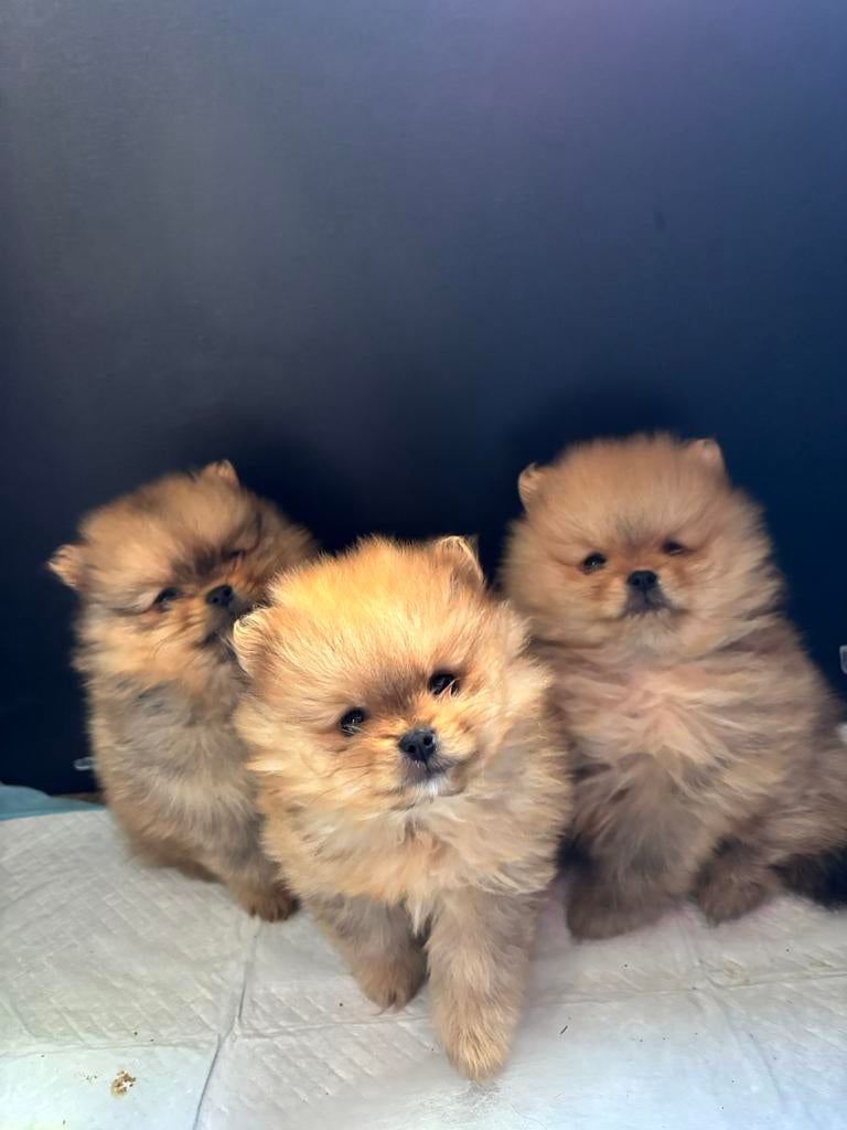 Pomeriaan reu orange sable 25-4 nest verlaten, Dieren en Toebehoren, Honden | Poolhonden, Keeshonden en Oertypen, Keeshond, HCC (leverziekte)