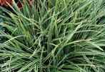 20 wintergroene Carex Variegata siergras planten €50, Vaste plant, Siergrassen, Ophalen of Verzenden, Halfschaduw