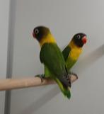 Jonge Agapornis Personatus, Meerdere dieren, Dwergpapegaai of Agapornis, Geringd