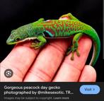 Phelsuma quadriocellata gezocht, Dieren en Toebehoren, Reptielen en Amfibieën, Hagedis, 0 tot 2 jaar