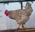Kippenopvang zoekt goede plek voor deze prachtige haan!, Dieren en Toebehoren, Mannelijk, Kip