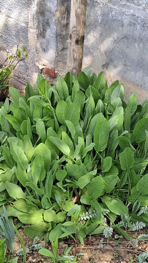 Vrouwenmunt balsemwormkruid tuinplant moestuin, Tuin en Terras, Ophalen, Overige soorten, Volle zon