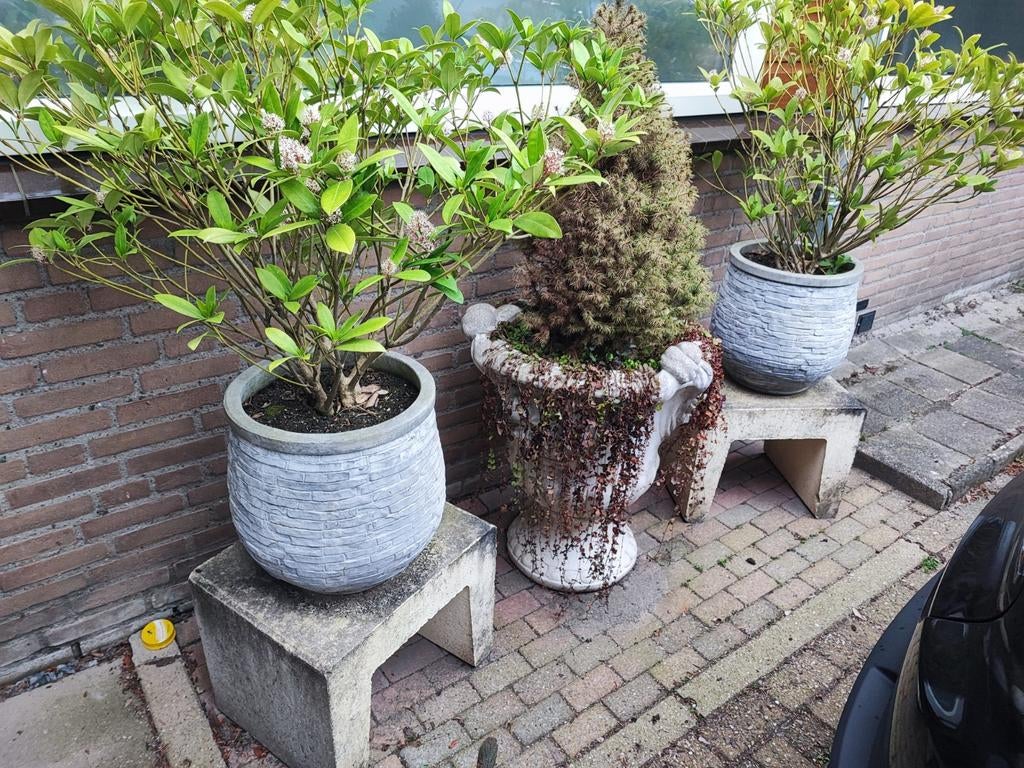 Te koop 3 buiten- potten met plant op stand, Bloeit niet, Overige soorten, Minder dan 100 cm, Ophalen