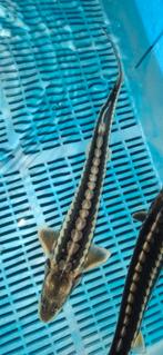 Diamantsteur Guldenstatii en  Albino Sterlet, Dieren en Toebehoren, Vissen | Vijvervissen, Steur