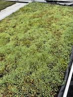Sedummatten (2 soorten sedum), Ophalen, Nieuw