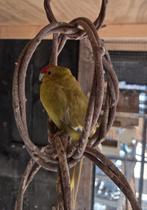 kakariki pop, Dieren en Toebehoren, Vogels | Parkieten en Papegaaien, Vrouwelijk, Parkiet
