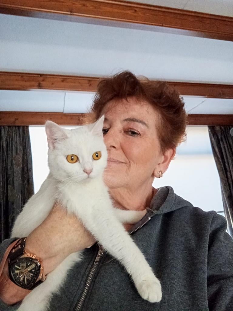 Brits korthaar, Dieren en Toebehoren, Katten en Kittens | Dekkaters