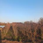 Amelanchier lamarckii (krentenboom), Tuin en Terras, Planten | Bomen, Ophalen, Halfschaduw, Overige soorten